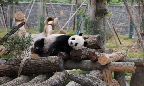 綿陽中華大熊貓苑