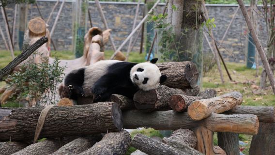 Mianyang China Giant Panda Garden