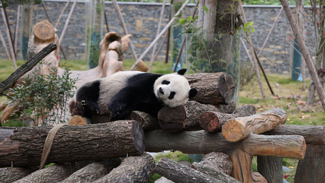 Mianyang China Giant Panda Garden