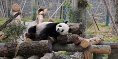 綿陽中華大熊貓苑