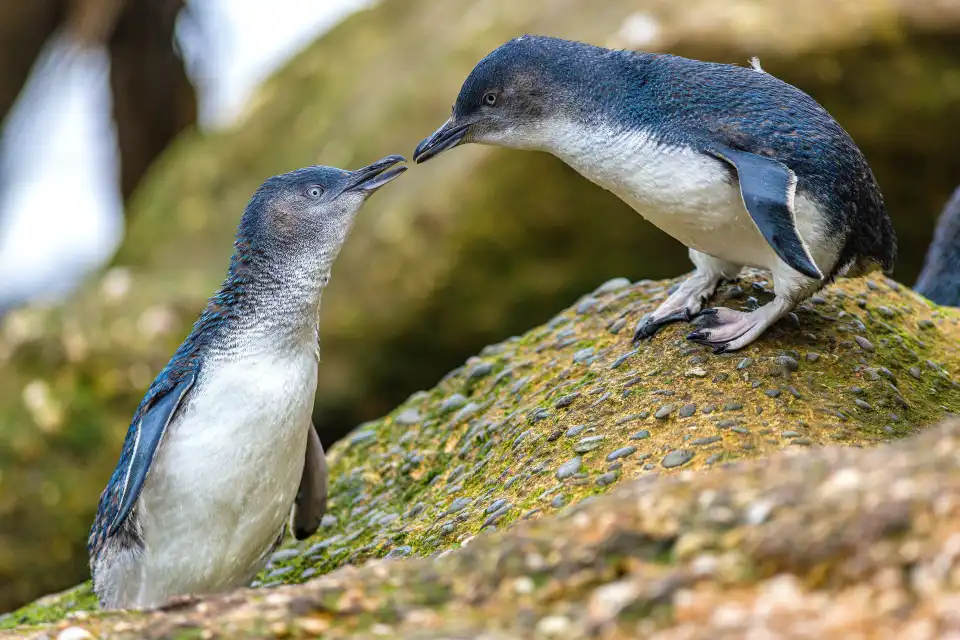 5_Ōamaru Penguins