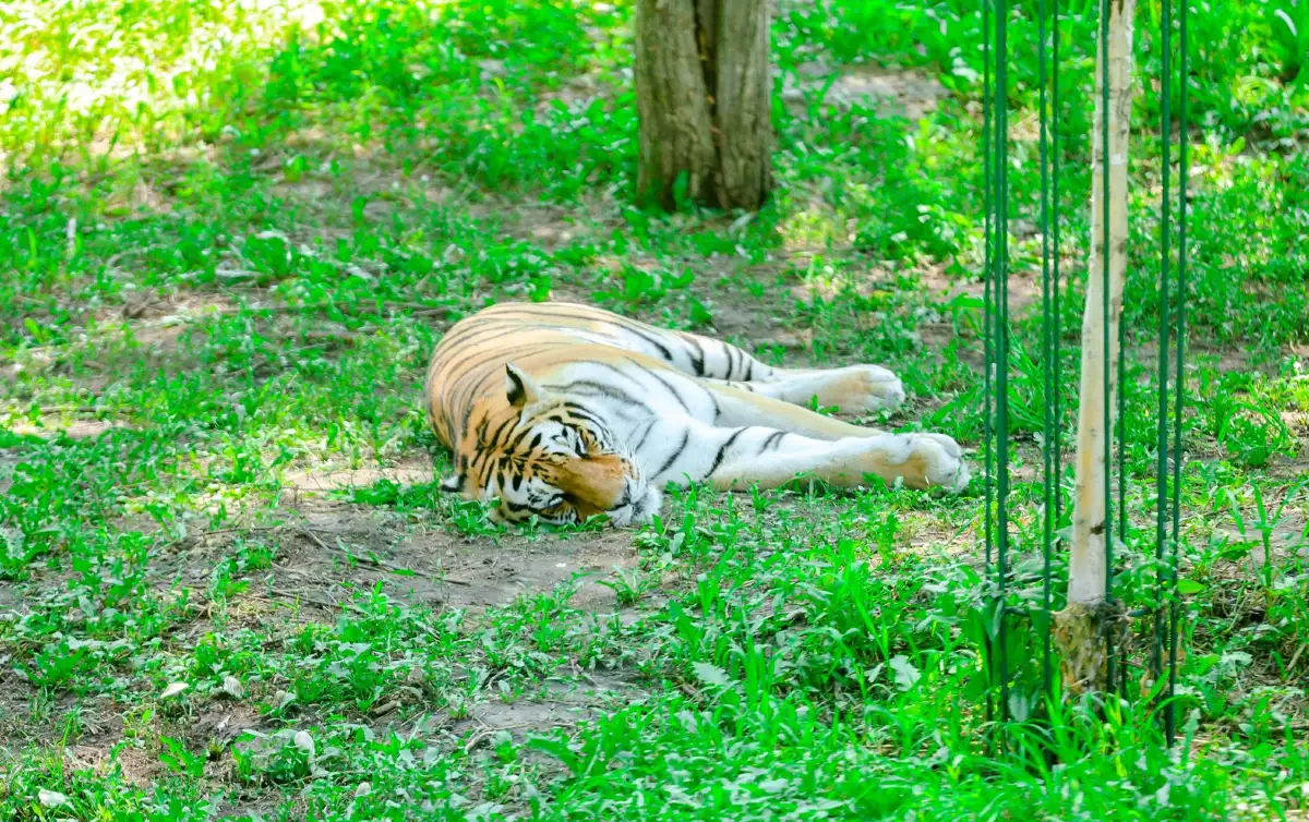 Siberian Tiger Park Harbin