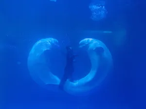 Ledao Ocean Kingdom