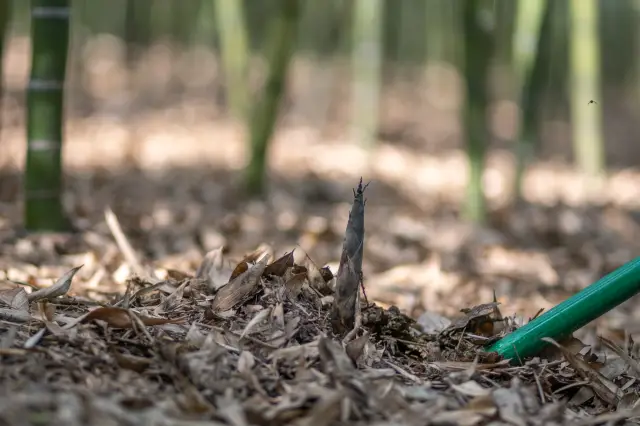 Bamboo Shoot Digging in Liyang