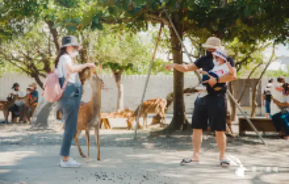 墾丁鹿境梅花鹿園