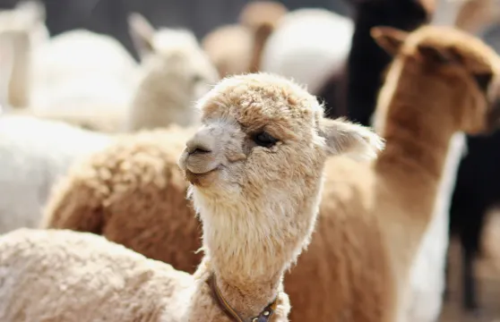 羊駝世界門票大小同價