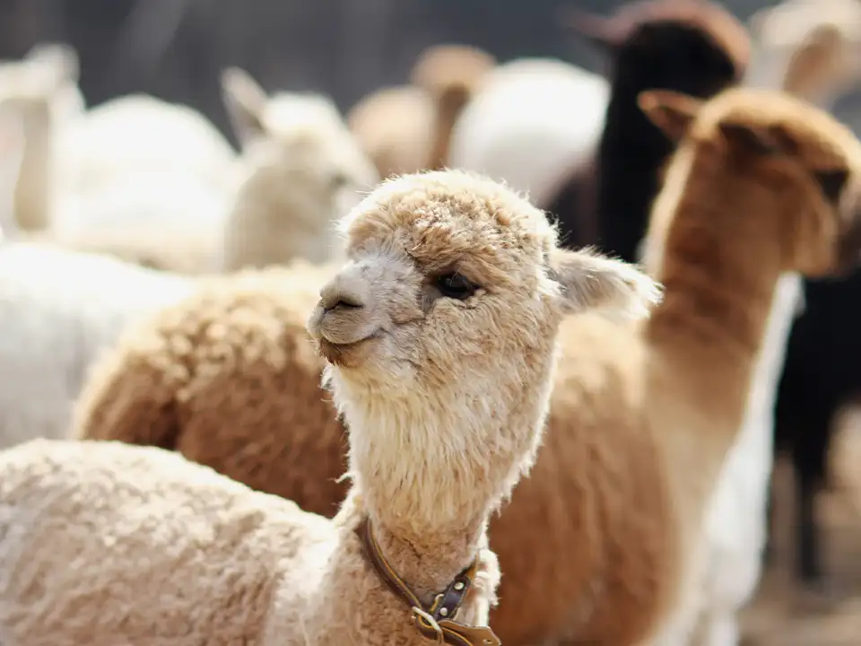1_Alpaca World