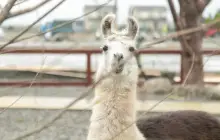 蘭陽動植物王国