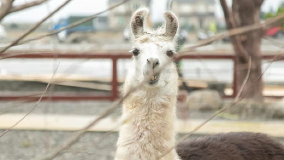 Lanyang Animal and Plant Kingdom