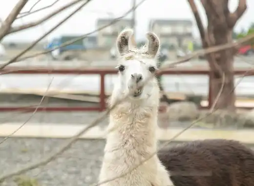 蘭陽動植物王国附近的飯店
