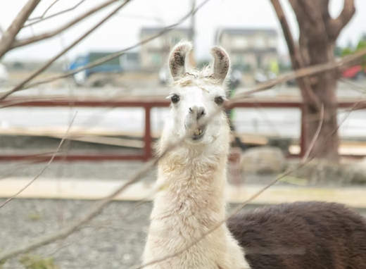 Lanyang Animal and Plant Kingdom