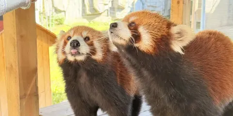 愛保野生動物世界