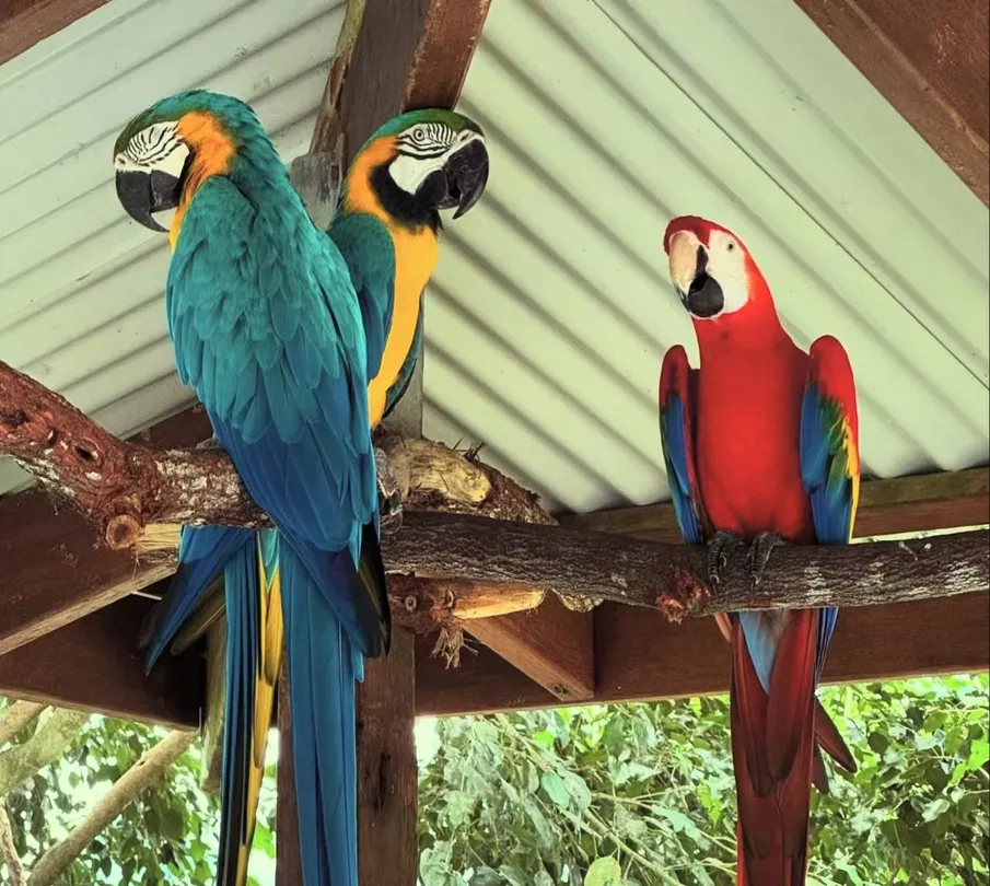 3_Kuranda Koala Gardens