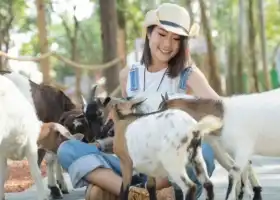 咩咩上樹萌寵樂園