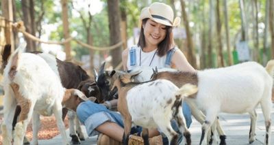 Mea Me Shang Shu Cute Pet Paradise