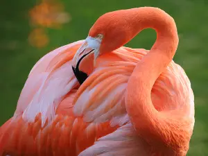 Zoo Miami