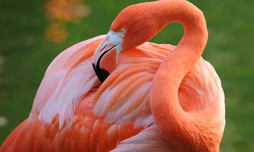Zoo Miami