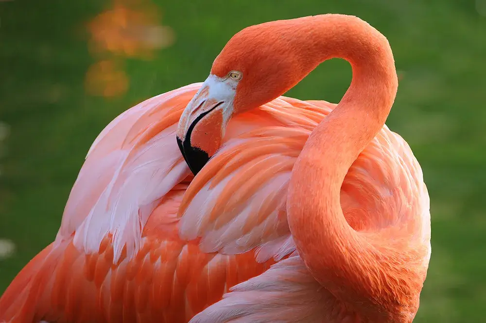 1_Zoo Miami