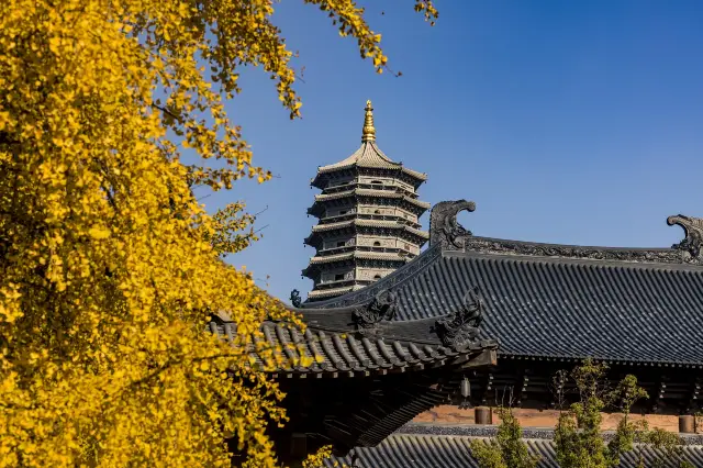 Ginkgo Viewing in Jiaxing