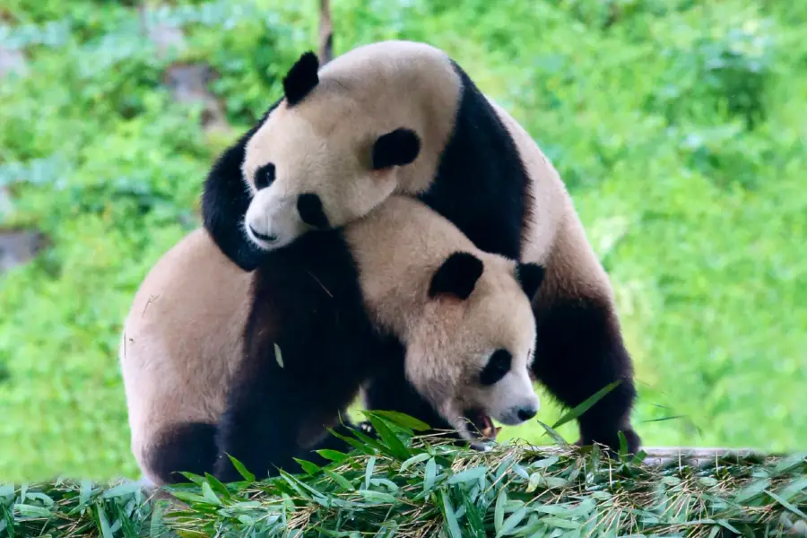 欒川竹海野生動物園