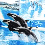 Shanghai Haichang Ocean Park