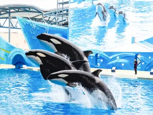 Shanghai Haichang Ocean Park