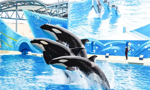 Shanghai Haichang Ocean Park