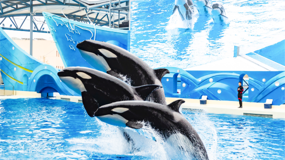 Шанхайский океанский парк «Хайчан»