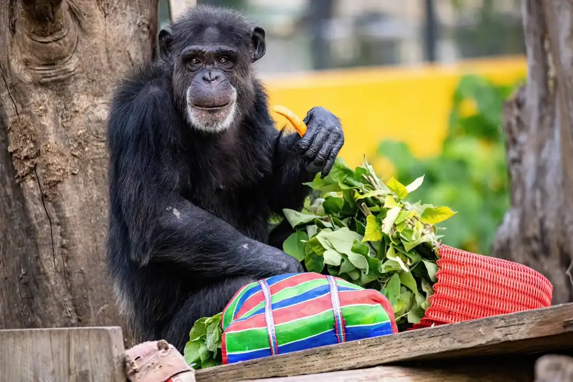 Các khách sạn gần Shoushan Zoo