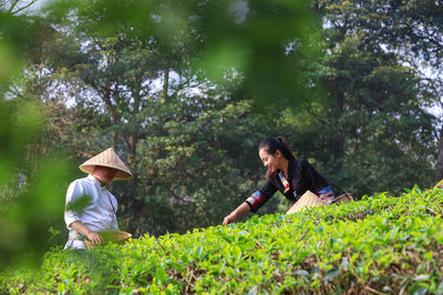 Tea Picking in Xishuangbanna