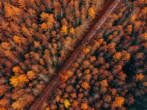 Micang Mountain National Forest Park
