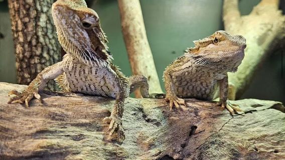 Wildlife Habitat Port Douglas