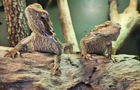 道格拉斯港野生動物棲息地門票成人