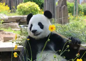 Dalian Forest Zoo