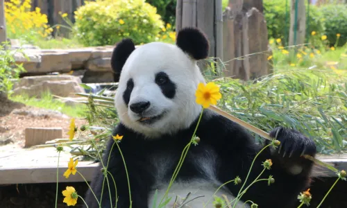 Dalian Forest Zoo