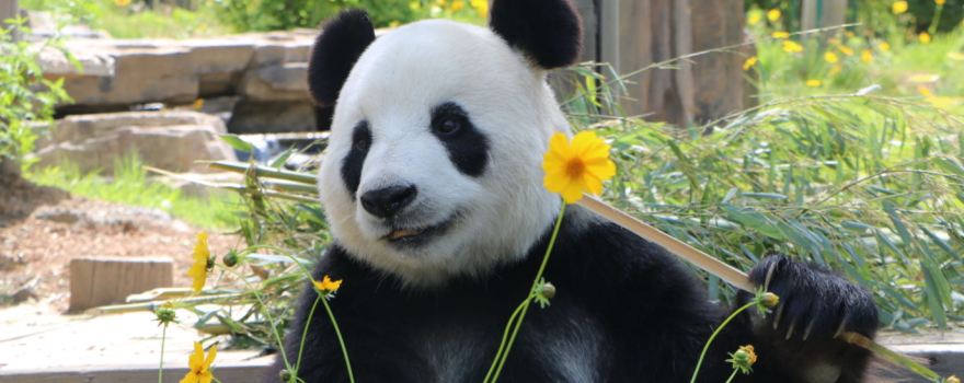 大連森林動物園