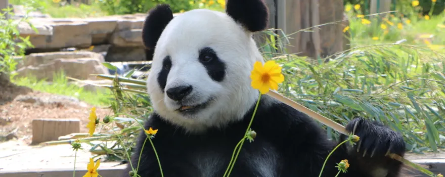 大連森林動物園