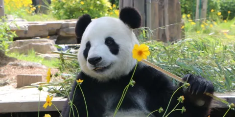 大連森林動物園
