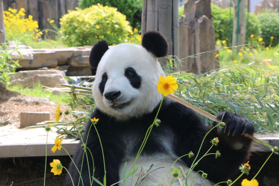 大連森林動物園