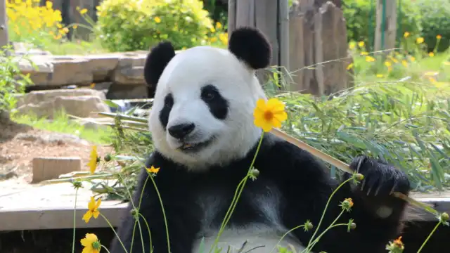 大連森林動物園