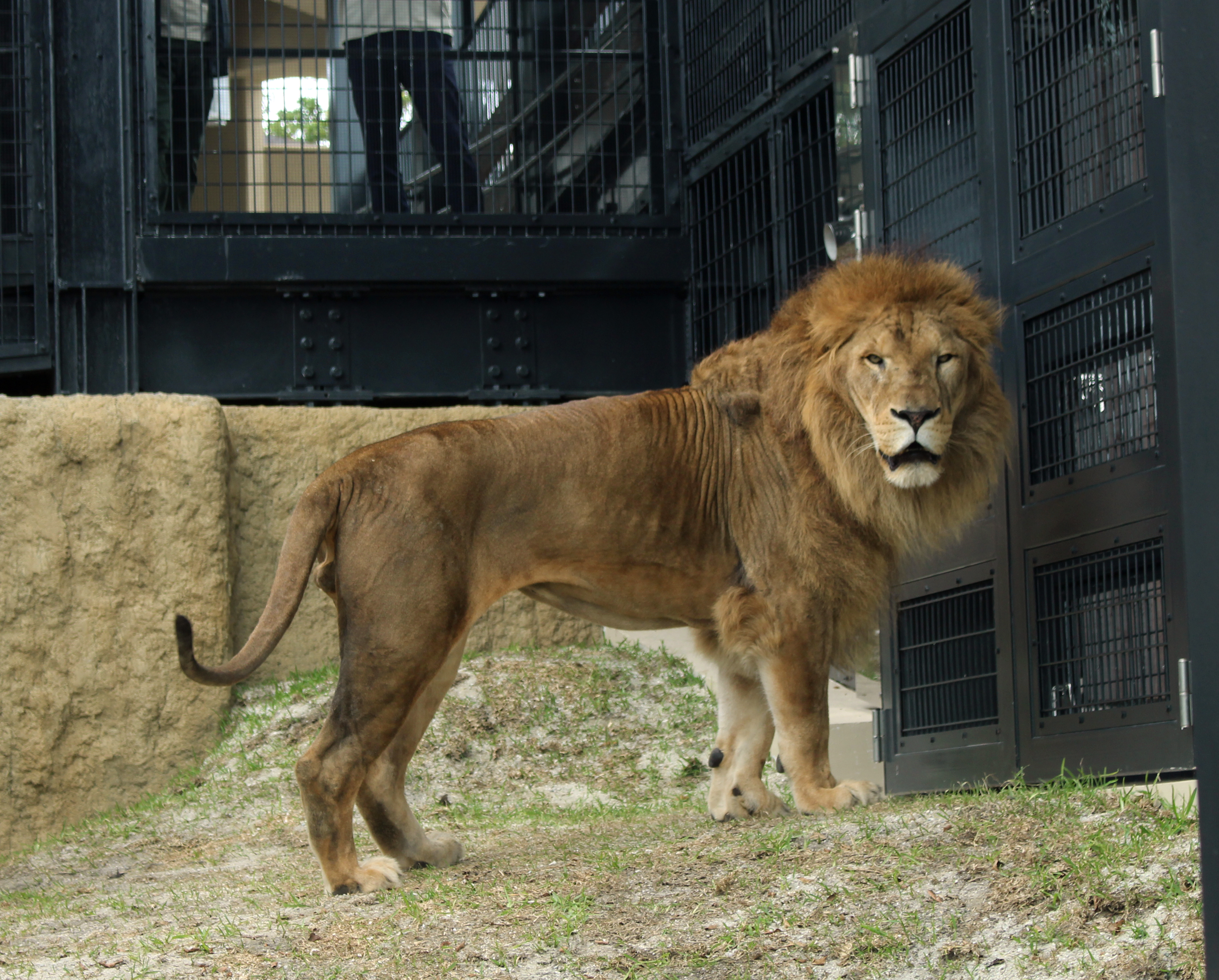 沖縄こどもの国 Okinawa zoo ＆ museum 入場Eチケット 予約