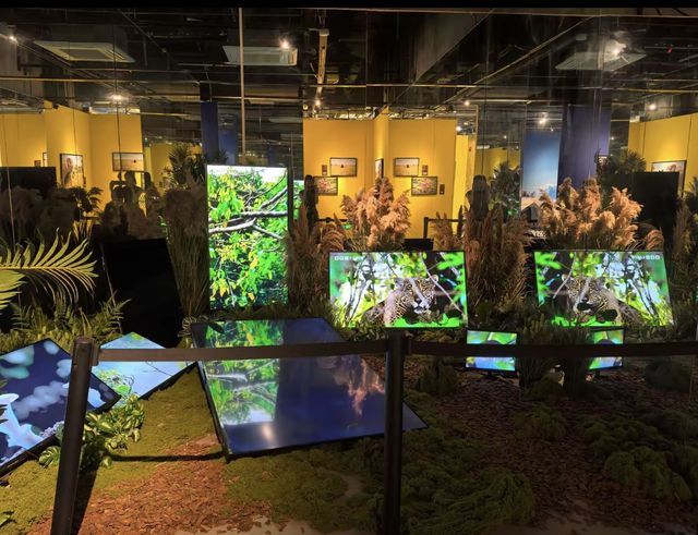 [南昌首展] 英國BBC EARTH 極地生靈數字影像大展 | 南昌