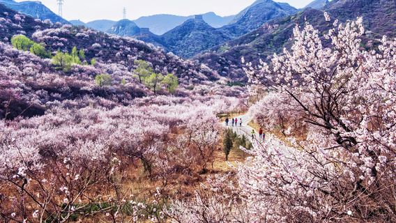Badaling Ancient Great Wall