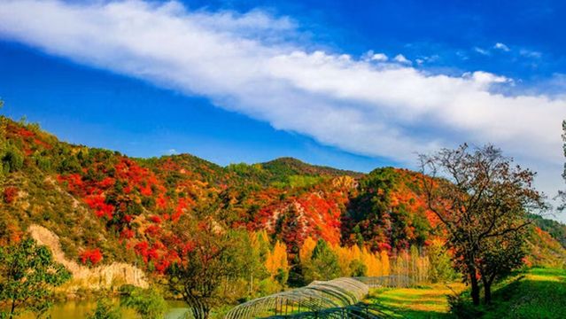 wa huang gu lv you du jia qu