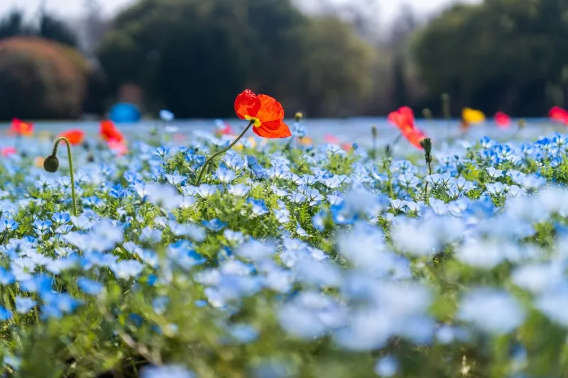 2_Binjiang Forest Park
