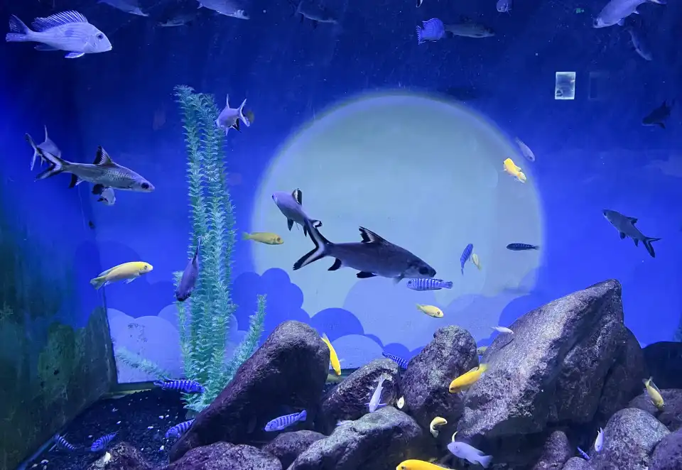 5_Chongqing Happy Underwater World