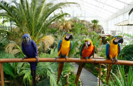 加平秋海棠鳥園門票成人