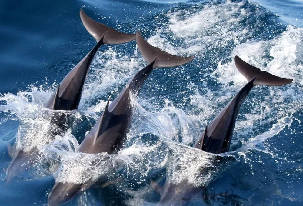 3_Turumoan Whale Watching Experience