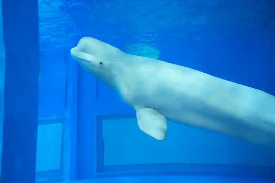 4_Grandview Aquarium