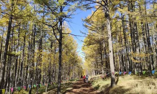 AES Oxygen Heart Forest Walk